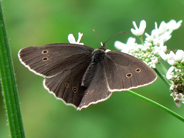 Tristan - aphantopus hyperantus