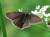 Tristan, aphantopus hyperantus