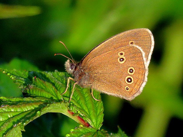 Tristan - aphantopus hyperantus