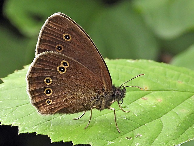 Aphantopus hyperantus