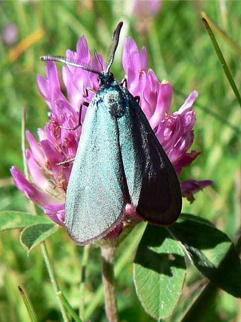 Turquoise - adscita statices