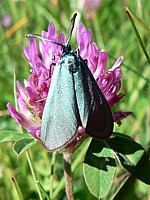 Turquoise, adscita statices