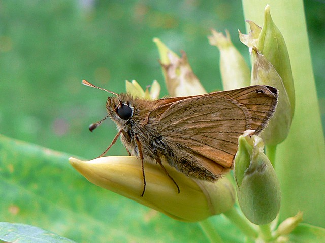 Virgule - Comma
