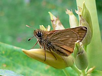 Virgule ou comma, hesperia comma