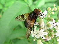 Volucelle transparente, volucella pellucens