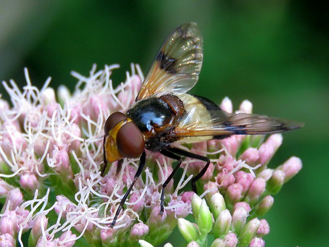 Volucelle transparente, volucella pellucens