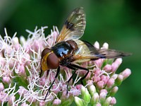 Volucelle transparente, volucella pellucens