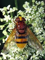 Volucelle zonée, volucella zonaria