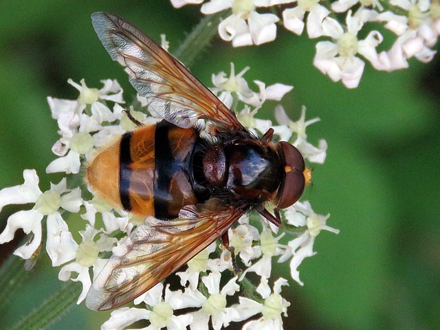 Volucelle zonée, volucella zonaria