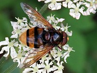 Volucelle zonée, volucella zonaria