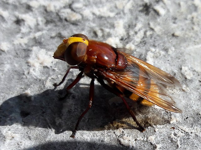 Volucelle zone, volucella zonaria