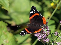 Vulcain, vanessa atalanta