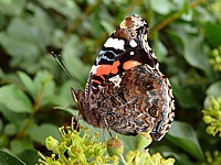 Vulcain, ailes fermées, vanessa atalanta