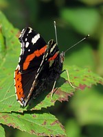 Vulcain, amiral, vanessa atalanta