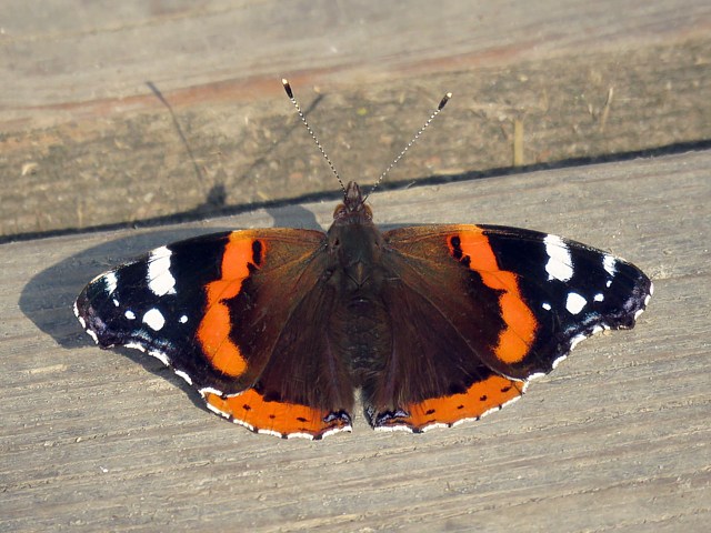 Vulcain, amiral, vanessa atalanta