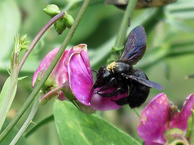 Xylocope, xylocopa violacea