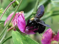 Xylocope, xylocopa violacea