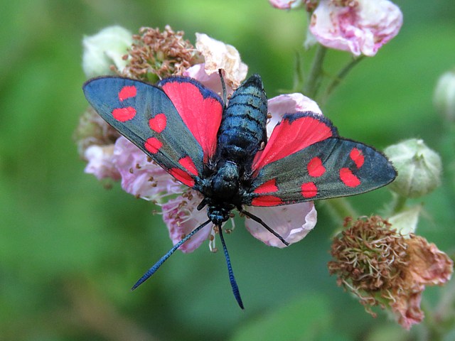 Zygne de la Filipendule, zygaena filipendulae