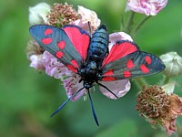 Zygène de la Filipendule, zygaena filipendulae