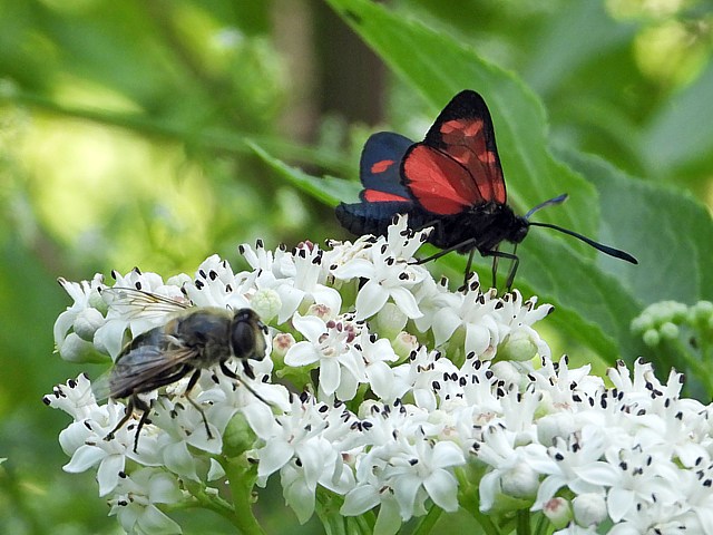 Zygne de la Filipendule, zygaena filipendulae
