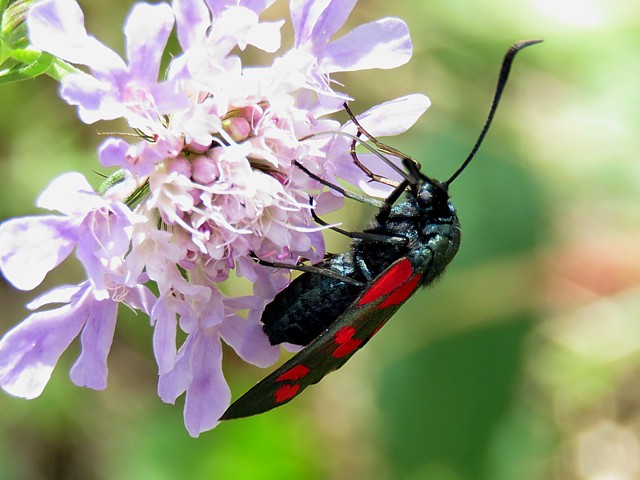 Zygne de la Filipendule - zygaena filipendulae