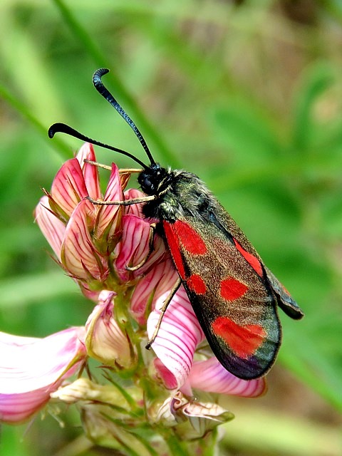 Zygne du lotier, zygne de la faucille, zygaena loti