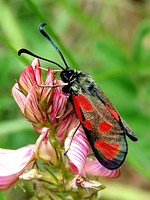 Zygène du Lotier, zygène de la faucille, zygaena loti
