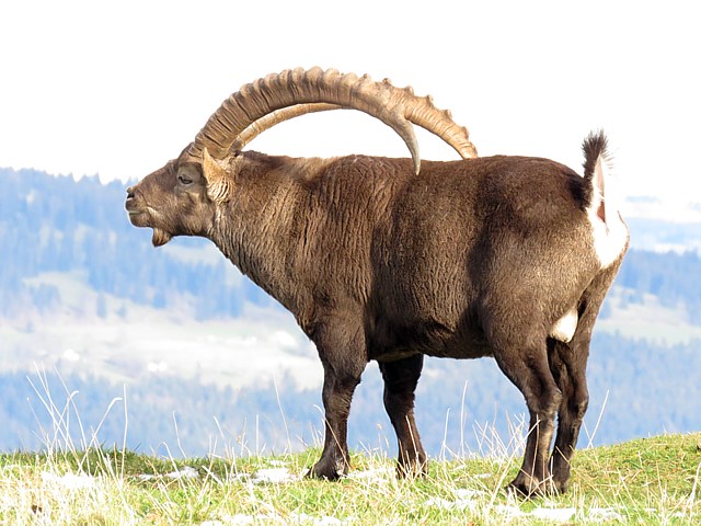 Bouquetin,  capra ibex