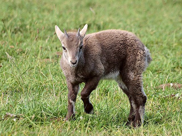 Jeune bouquetin, cabri