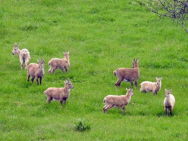 Bouquetin,  capra ibex