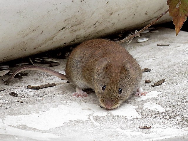 Campagnol terrestre, microtus terrestris