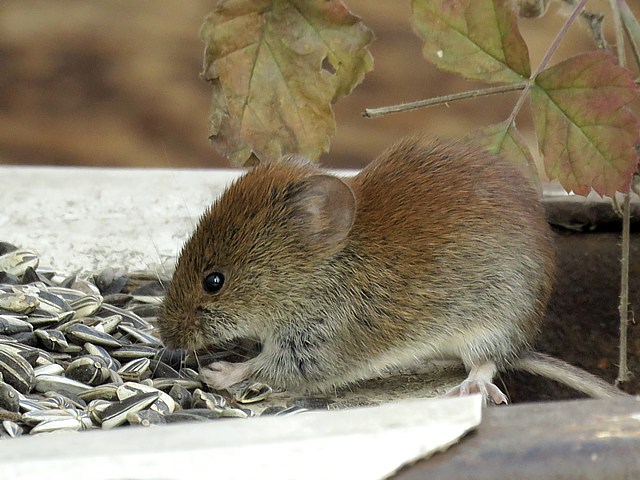 Campagnol terrestre, microtus terrestris