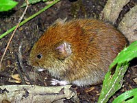 campagnol roussâtre, clethrionomys glareolus