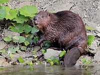 Castor à Boudry