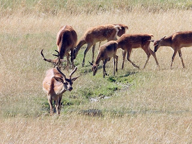 Troupeau de cerfs laphes