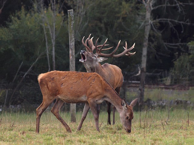 Couple de cerfs