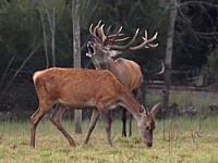 Couple de cerfs élaphes, cervus elaphus