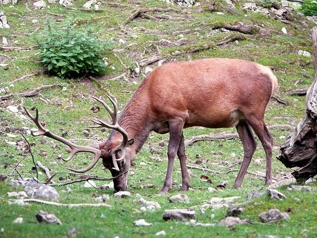 Cerf laphe, cervus elaphus, mle