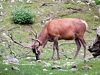 Cerf élaphe, cervus elaphus