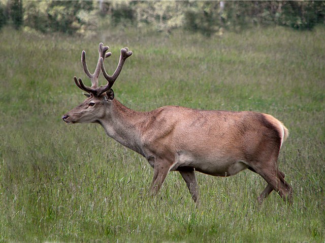 Cerf mle, cervus elaphus