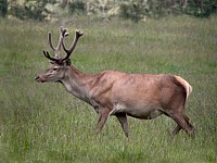 Cerf élaphe