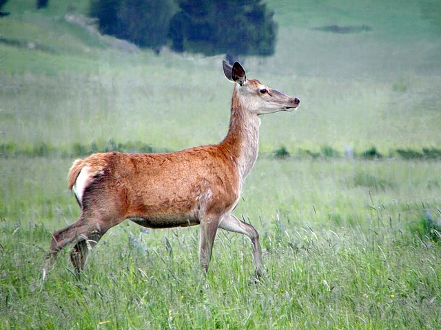 Biche, cervus elaphus