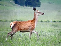 Biche, cervus elaphus