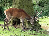 Cerf élaphe, cervus elaphus