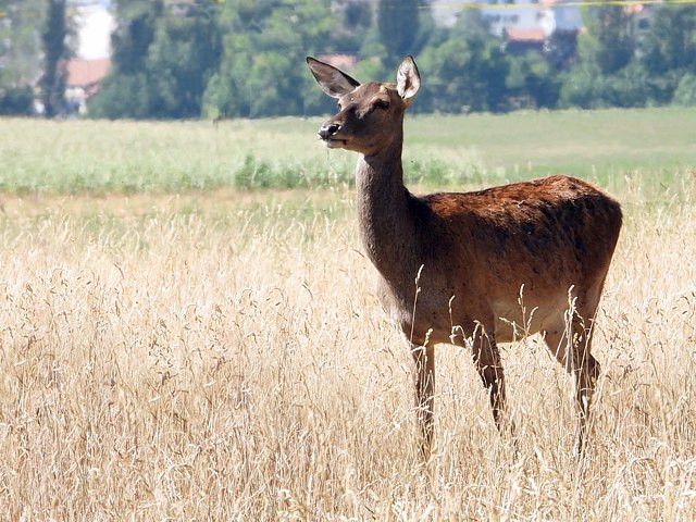 Biche,  cerf laphe