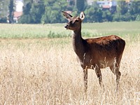 Biche, cervus elaphus