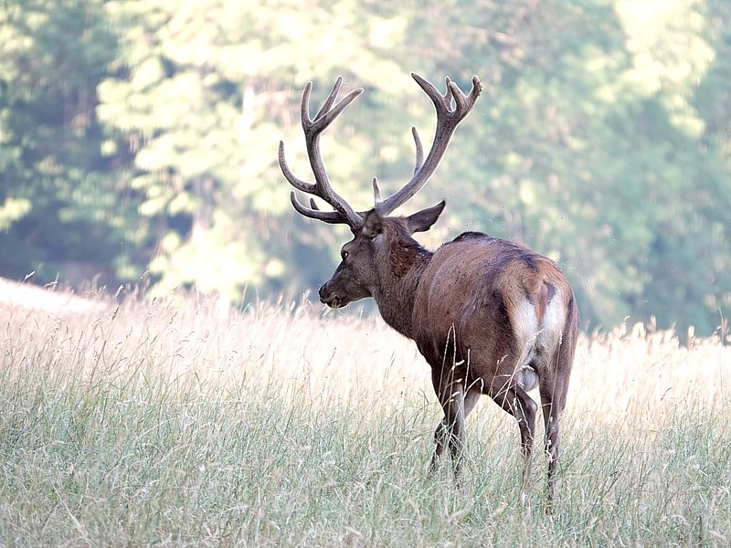Cerf �laphe m�le