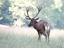 Mâle cerf élaphe, cervus elaphus