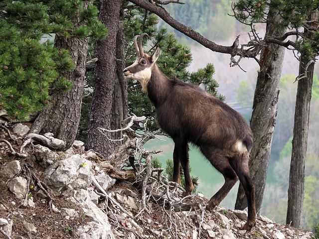 Chamois, rupicapra rupicapra