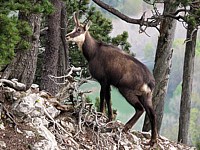 Chamois, rupicapra rupicapra